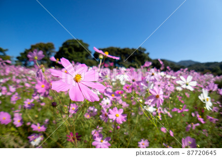 波斯菊領域秋天圖像 波斯菊領域秋天圖像 87720645