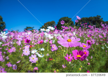 Cosmos field autumn image 87720649