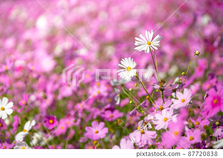 Cosmos field autumn image Cosmos field autumn image 87720838