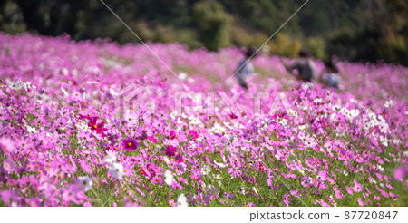 波斯菊領域秋天圖像 87720847