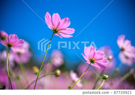 Cosmos field autumn image 87720921