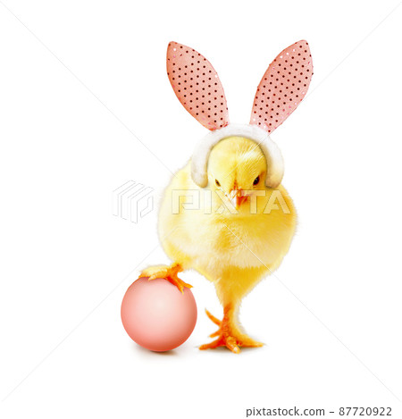 Little cute newborn baby chick for Easter celebration. 87720922