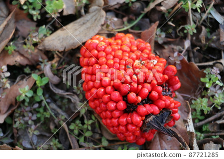 The red fruit of the eye-catching Arisaema ringens The red fruit of the eye-catching Arisaema ringens 87721285