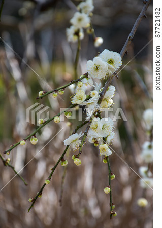 白梅花、綠萼梅 87721482