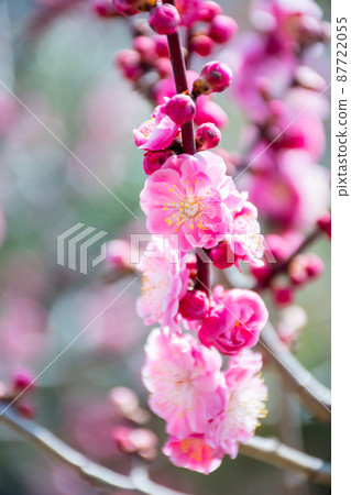 Red plum weeping branch 87722055