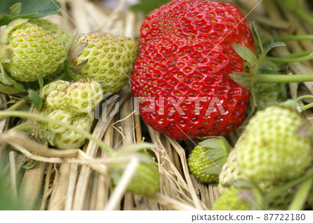 紅色成熟的草莓(草莓)在蓬鬆的稻草上看起來很好吃 紅色成熟的草莓(草莓)在蓬鬆的稻草上看起來很好吃 87722180