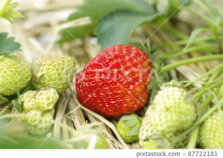 紅色成熟的草莓（草莓）在蓬鬆的稻草上看起來很好吃 87722181