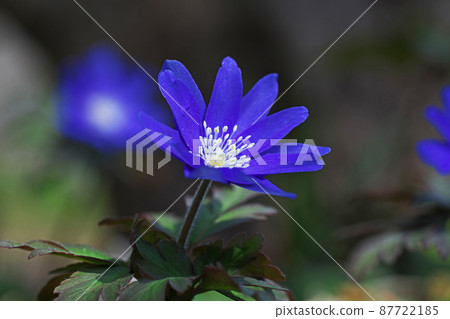 Blue Anemone pseudoaltaica flower (March) Blue Anemone pseudoaltaica flower (March) 87722185