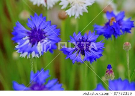 Ofuna Flower Center Cornflower Ofuna Flower Center Cornflower 87722339