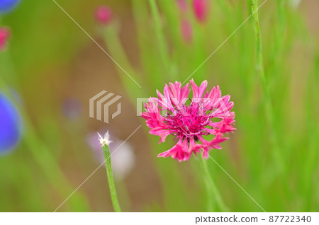 Ofuna Flower Center Cornflower Ofuna Flower Center Cornflower 87722340