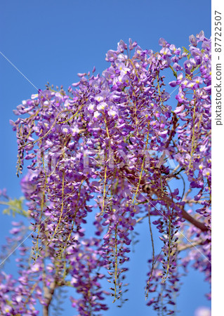 Ofuna Flower Center Fuji no Hana 87722507