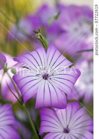 Corncockle（Mugisenno）的紫色花朵像浴衣一樣清爽。 87722619