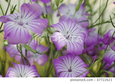 The purple flowers of Corncockle (Mugisenno) are refreshing like a yukata. 87722621