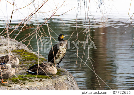 Great cormorants and spot-billed ducks resting by the water Great cormorants and spot-billed ducks resting by the water 87722635