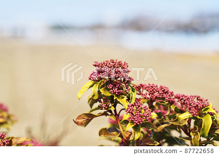 棕色莢蒾芽（三月） 87722658