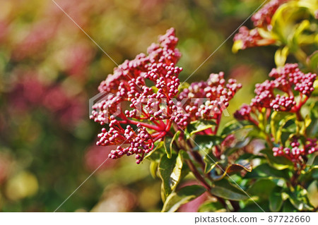 棕色莢蒾芽(三月) 棕色莢蒾芽(三月) 87722660
