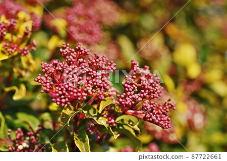 棕色莢蒾芽(三月) 棕色莢蒾芽(三月) 87722661