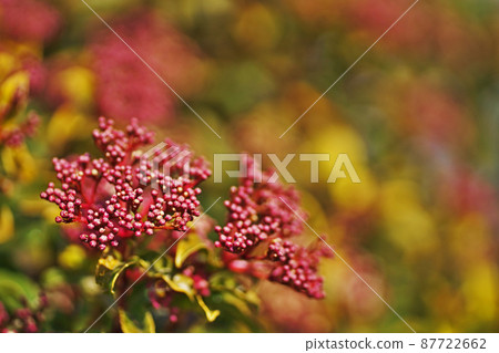 Brown viburnum buds Brown viburnum buds 87722662