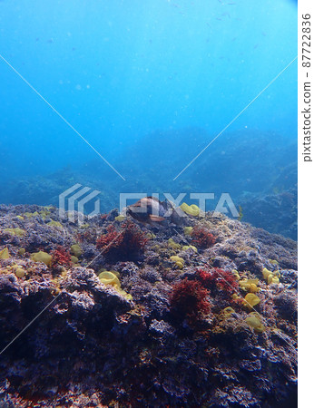 Rockfish and blue world Rockfish and blue world 87722836