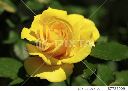 Get energized by yellow (vitamin color) roses (roses) flowers Get energized by yellow (vitamin color) roses (roses) flowers 87722909
