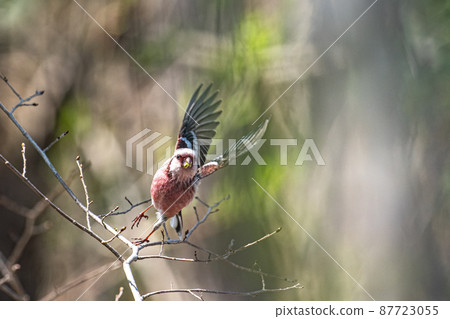 春季最佳西伯利亞長尾魚 87723055