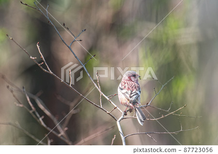 春季最佳西伯利亞長尾魚 87723056