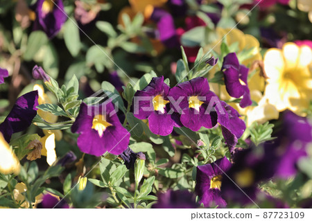 colorful Calibrachoa or bell flower, Flower of a cultivated Million bell 87723109