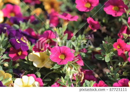 colorful Calibrachoa or bell flower, Flower of a cultivated Million bell 87723111