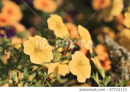 colorful Calibrachoa or bell flower, Flower of a cultivated Million bell colorful Calibrachoa or bell flower, Flower of a cultivated Million bell 87723113