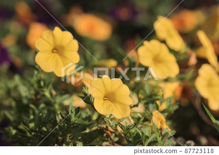 colorful Calibrachoa or bell flower, Flower of a cultivated Million bell 87723118