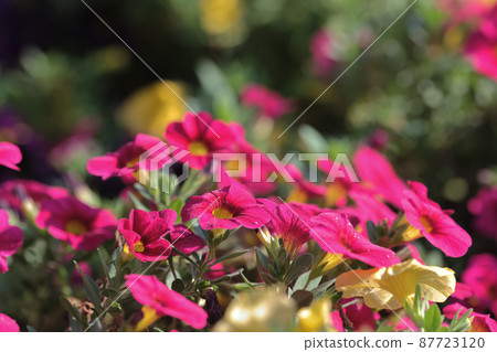 colorful Calibrachoa or bell flower, Flower of a cultivated Million bell 87723120