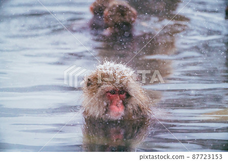 Snow monkey in Jigokudani Monkey Park Snow monkey in Jigokudani Monkey Park 87723153