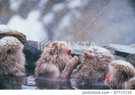 Snow monkey in Jigokudani Monkey Park Snow monkey in Jigokudani Monkey Park 87723156