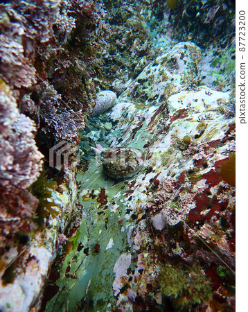 Abalone 87723200