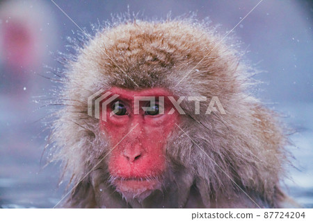 Snow monkey in Jigokudani Monkey Park Snow monkey in Jigokudani Monkey Park 87724204