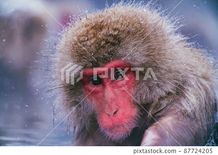 Snow monkey in Jigokudani Monkey Park Snow monkey in Jigokudani Monkey Park 87724205