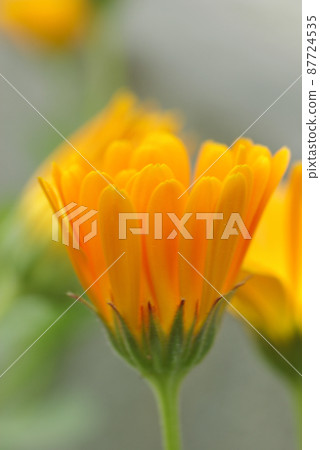 金盞花 (calendula, rangera) 柔和的橙色花色美麗 87724535