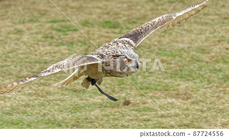 Siberian eagles 87724556