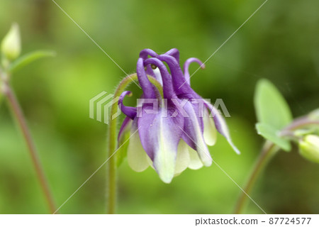 The purple flowers that bloom downwards of the columbine (Western columbine) are cute. 87724577