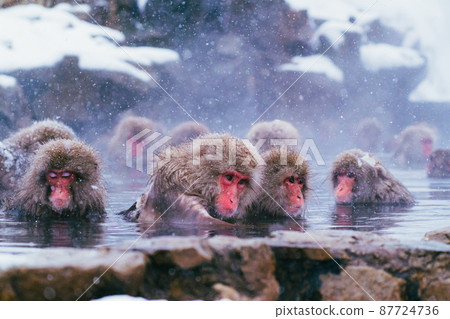 Snow monkey in Jigokudani Monkey Park Snow monkey in Jigokudani Monkey Park 87724736