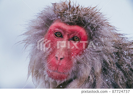 Snow monkey in Jigokudani Monkey Park Snow monkey in Jigokudani Monkey Park 87724737