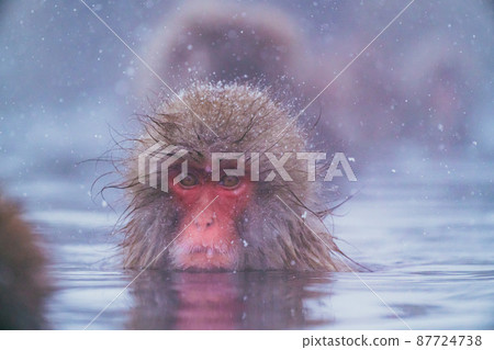 Snow monkey in Jigokudani Monkey Park 87724738