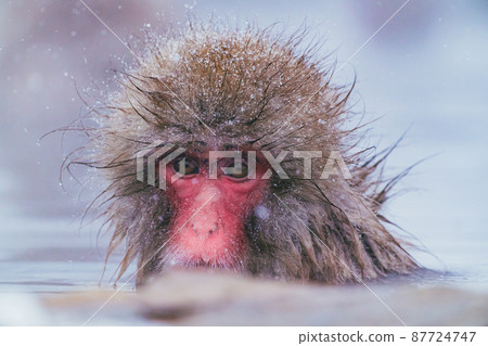 Snow monkey in Jigokudani Monkey Park Snow monkey in Jigokudani Monkey Park 87724747