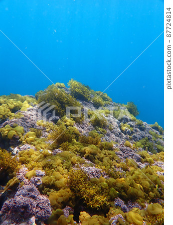 Seaweed grows Seaweed grows 87724814