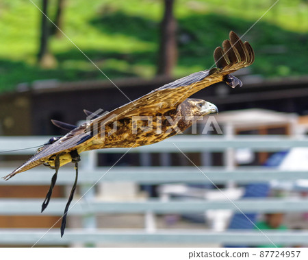Aplomado falcon Aplomado falcon 87724957