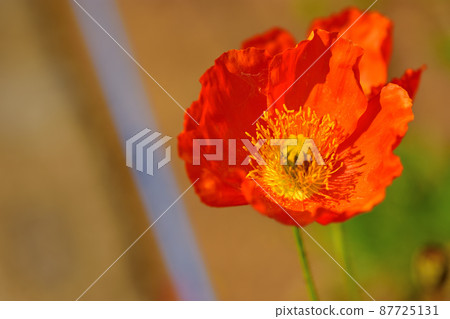 Ofuna Flower Center Poppy 87725131