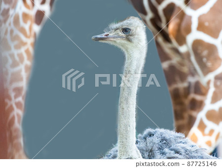 Ostriches and giraffes are very close. The eyes of a cute ostrich are impressive. Hiroshima Ostriches and giraffes are very close. The eyes of a cute ostrich are impressive. Hiroshima 87725146