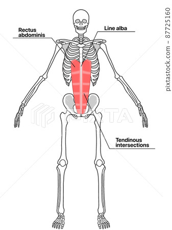 人體全身骨骼和腹直肌（部位英文名稱） 87725160