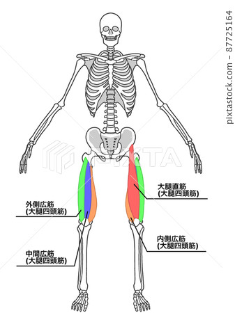 人體全身骨骼和股四頭肌 顏色編碼 部位的日文名稱 插圖素材 圖庫