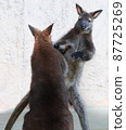 Wallaby boxing 87725269